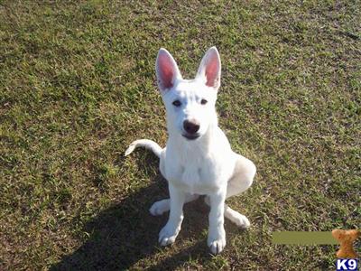 German Shepherd Puppies for Sale